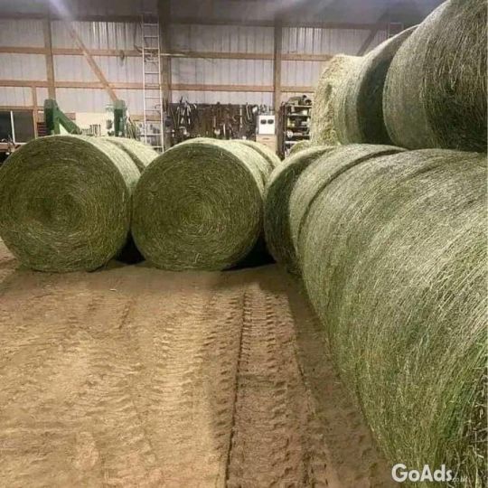 Sun-dried Alfalfa Hay Bale .