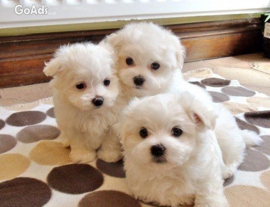 Super Adorable Teacup Maltese Puppies