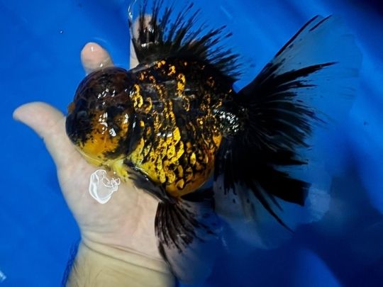 Super Jumbo Oranda Tiger GoldFish