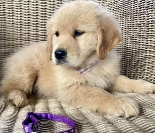 Superb Quality Pedigree Golden Retrievers
