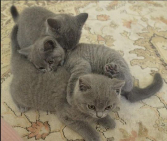 Supper Male and Female British Shorthair Kittens Ready