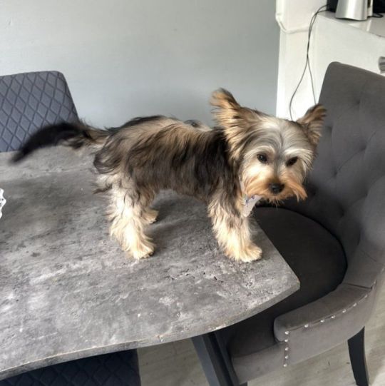 Sweet 6 month Puppyy