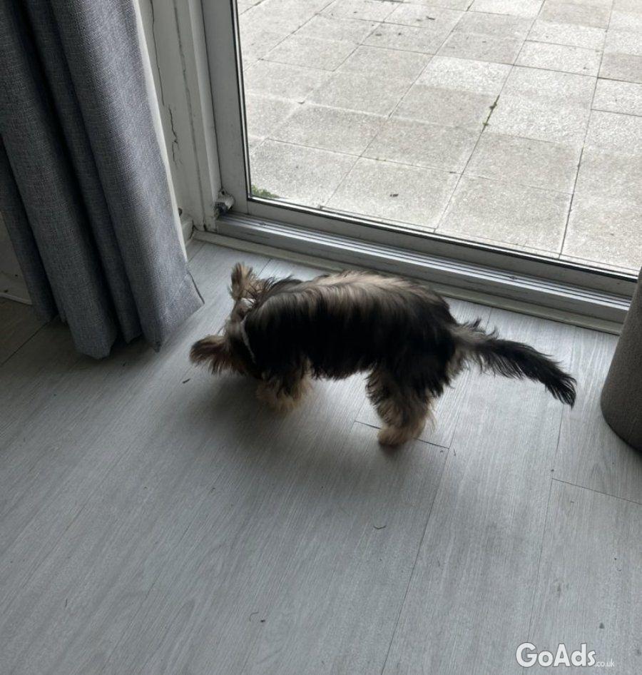 Sweet 6 month Puppyy