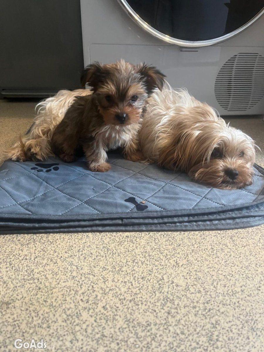 Sweet 6 month Puppyy