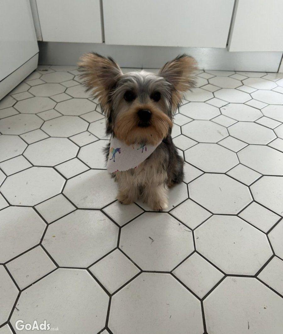 Sweet 6 month Puppyy