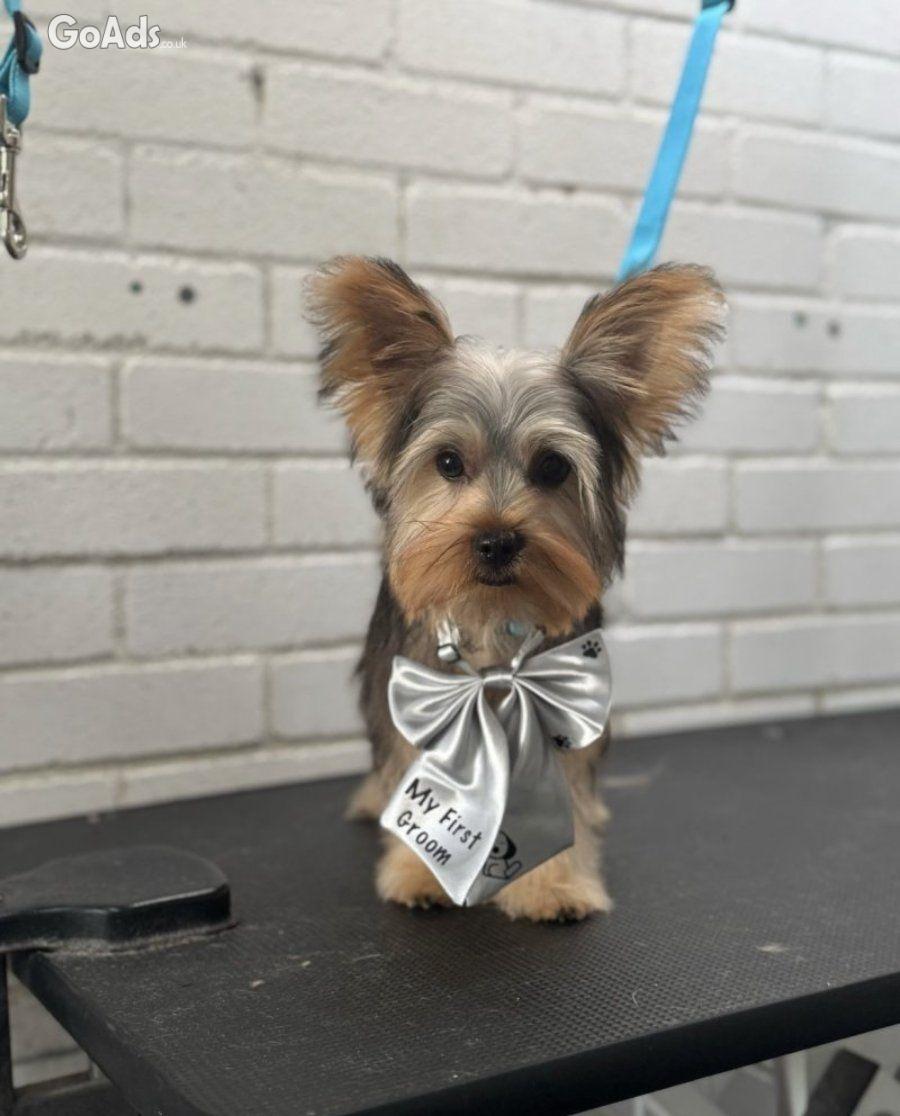 Sweet 6 month Puppyy