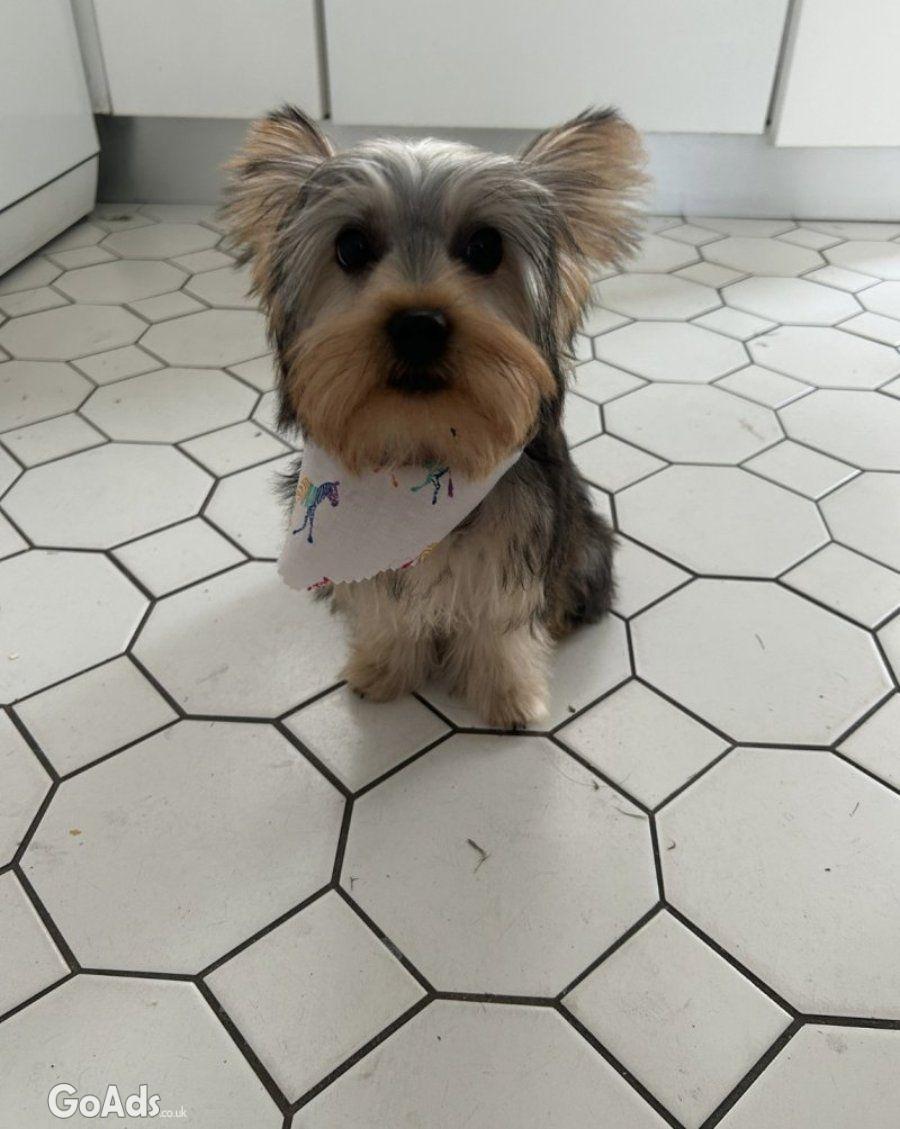 Sweet 6 month Puppyy
