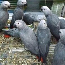 Sweet and lovely African grey parrots