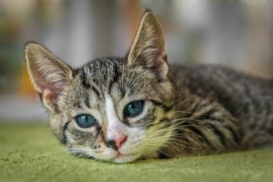 Sweet and lovely cats