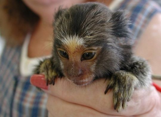 Sweet baby marmoset monkeys available