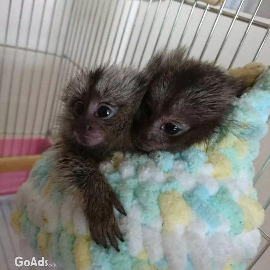 Sweet baby marmoset monkeys available