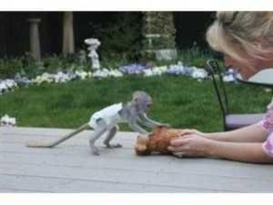 Sweet capuchin monkey