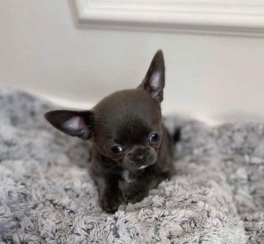 Sweet little puppy