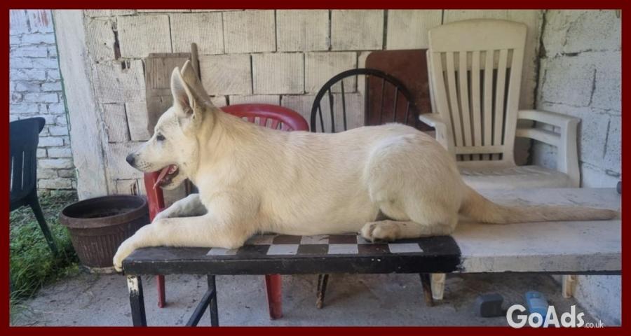Swiss White Shepherd puppies