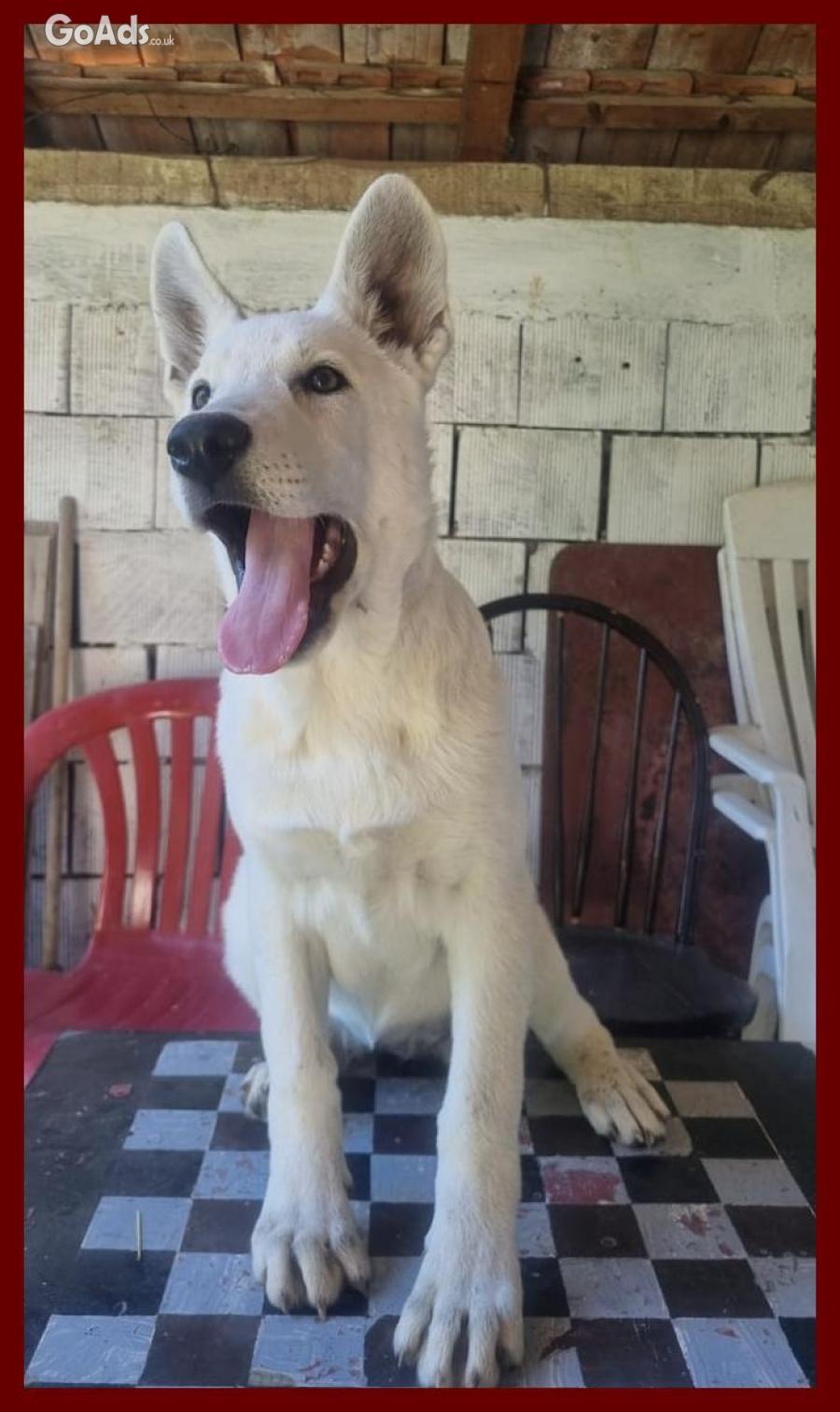 Swiss White Shepherd puppies