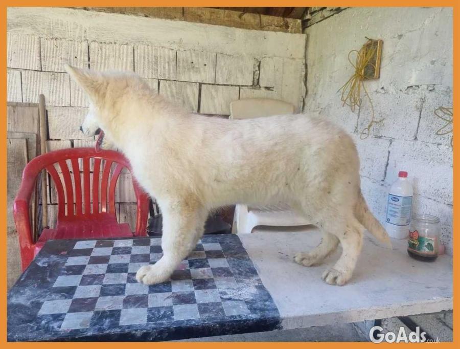 Swiss White Shepherd puppies