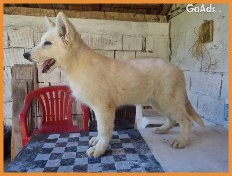 Swiss White Shepherd puppies