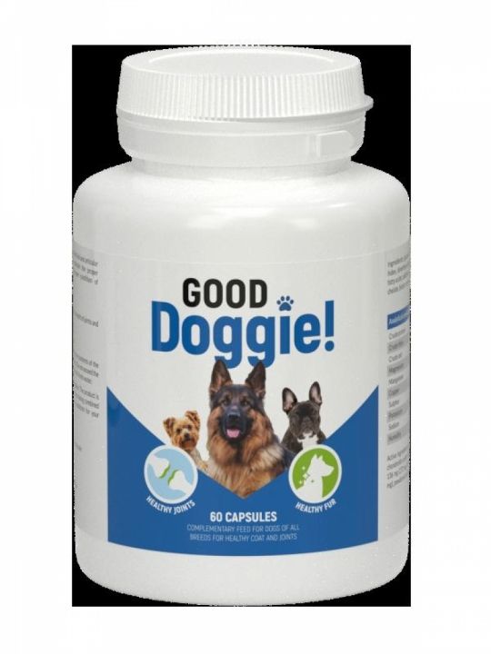 Take care of  your  dog