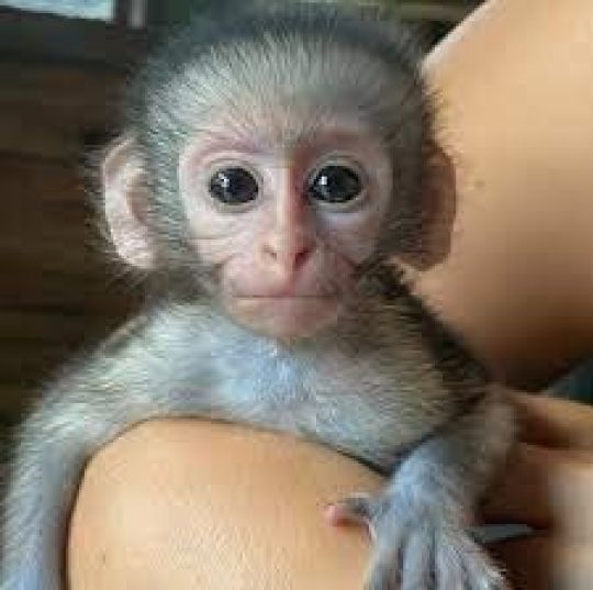 Talented Capuchin monkeys available
