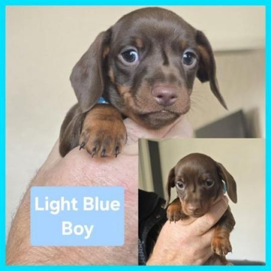 Talented Dachshund Puppies