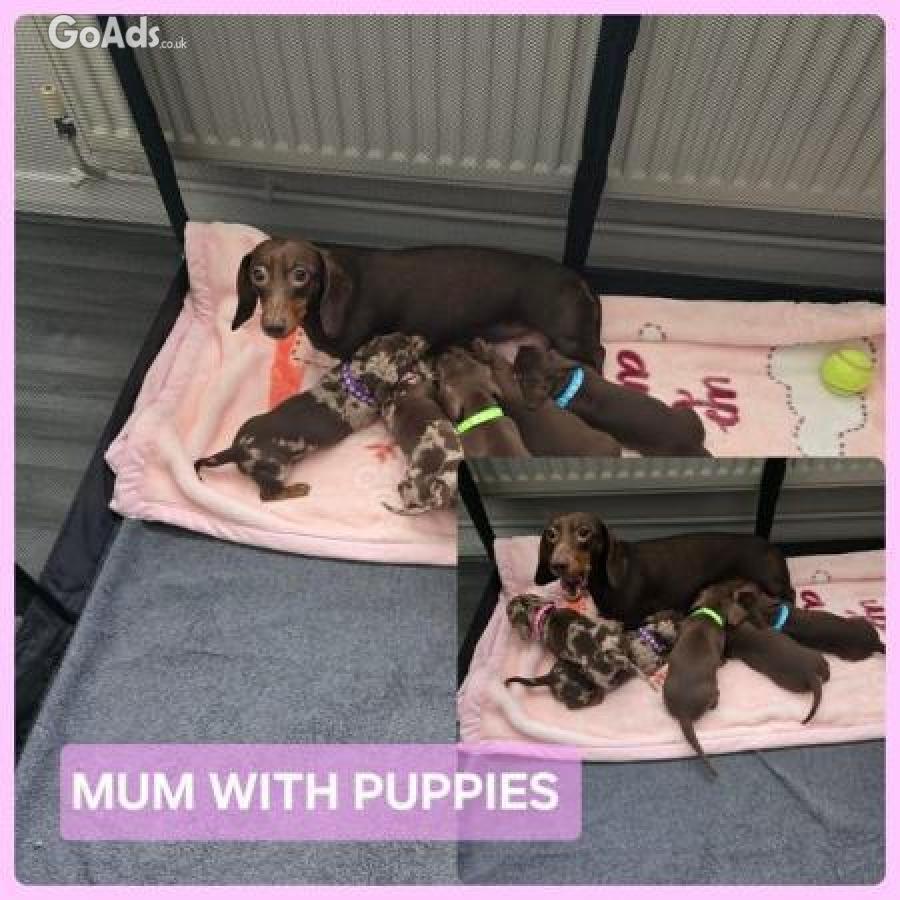 Talented Dachshund Puppies
