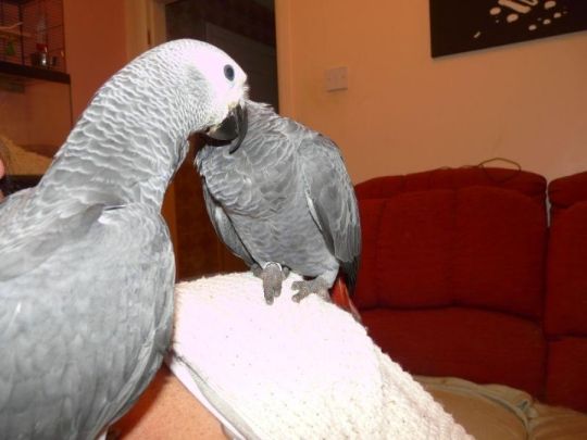 Talkative male and female DNA African Grey Parrots