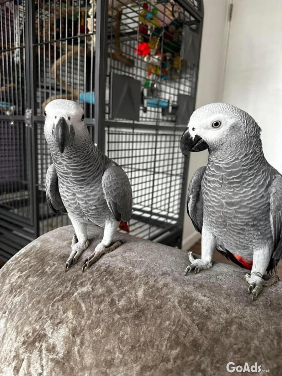 Talking African Grey Parrots 