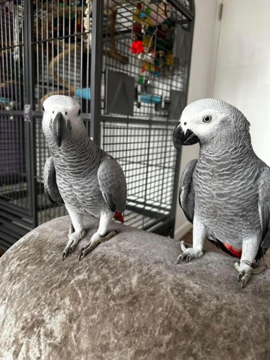 Talking African Grey Parrots