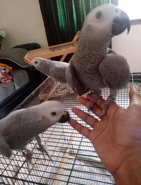 Talking and Singing African Grey Parrots