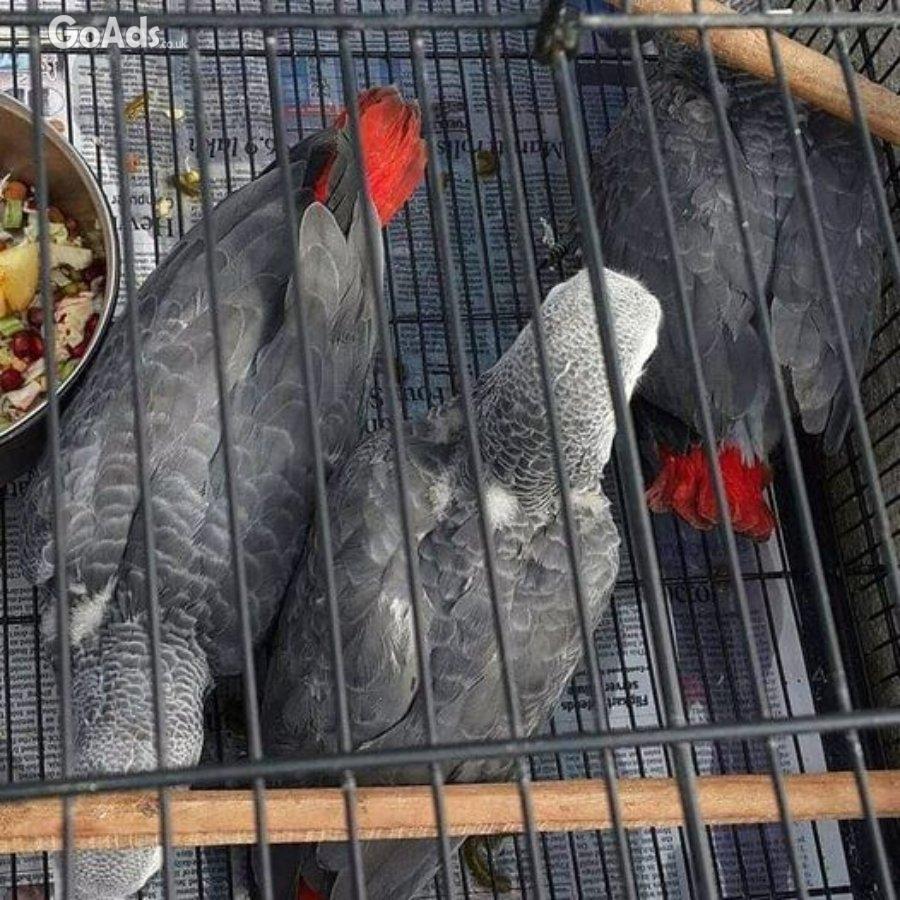 Talking and Singing African Grey Parrots