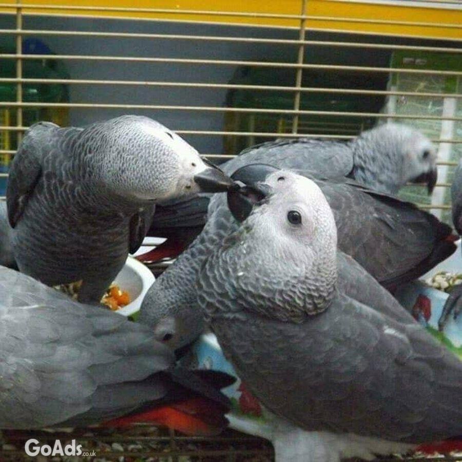 Talking and Singing African Grey Parrots