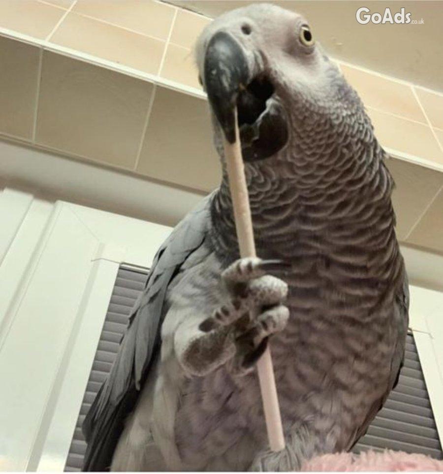 Talking and Singing African Grey Parrots