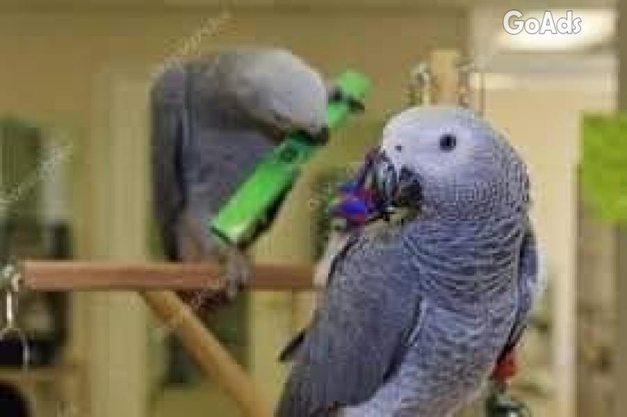 Tam African Grey Parrots Available
