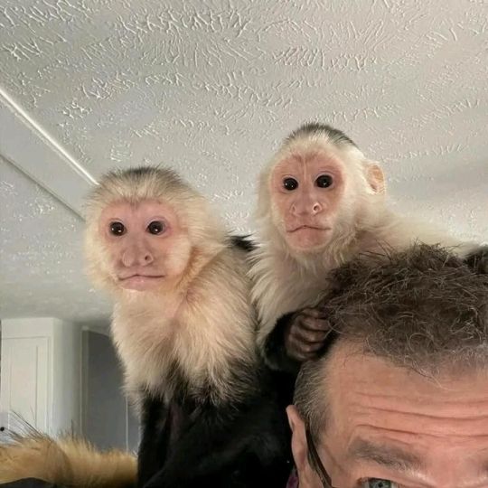 Tamed lovely marmoset and Capuchin