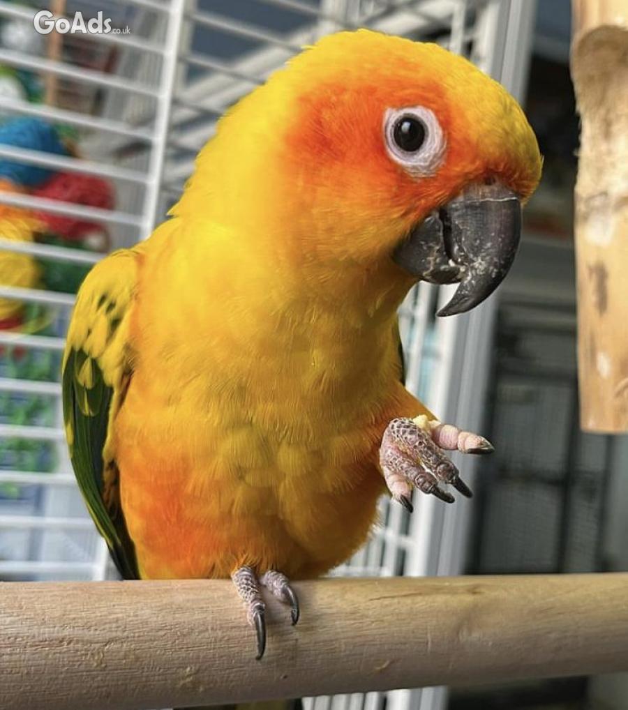 Tamed Sun conures intact 