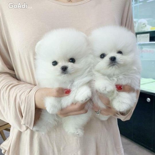 Teacup Pomeranian puppies