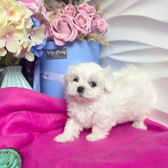 Teacup puppies available at affordable prices