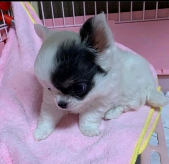 Teacup puppies for adoption