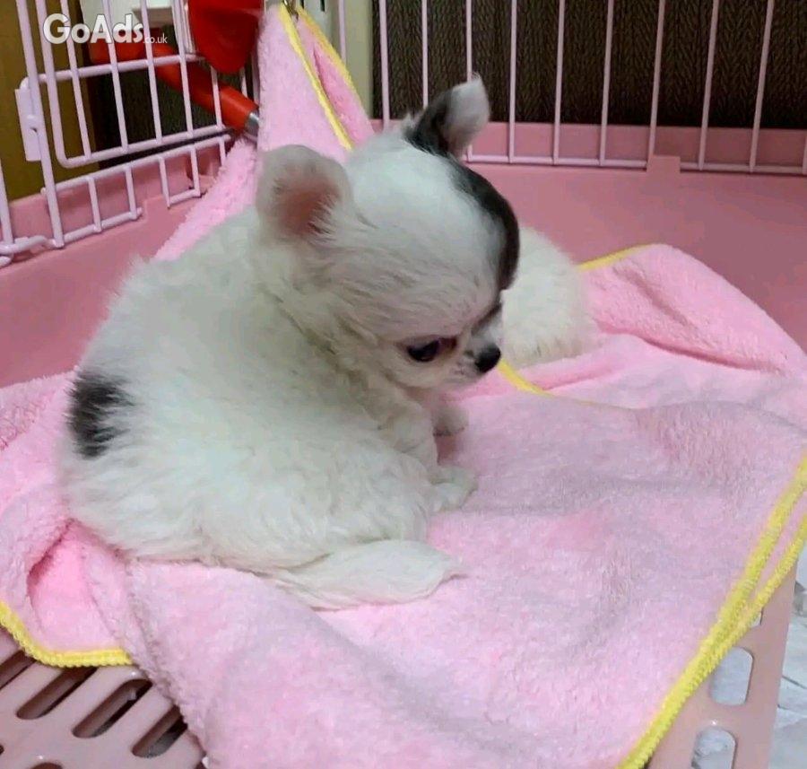 Teacup puppies for adoption