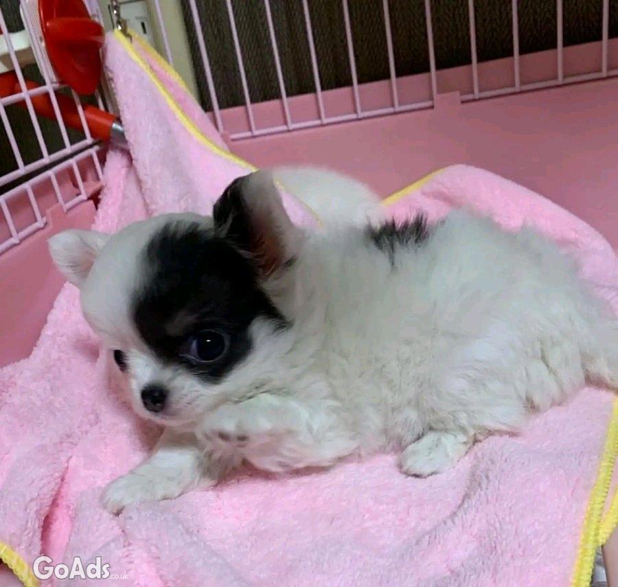 Teacup puppies for adoption