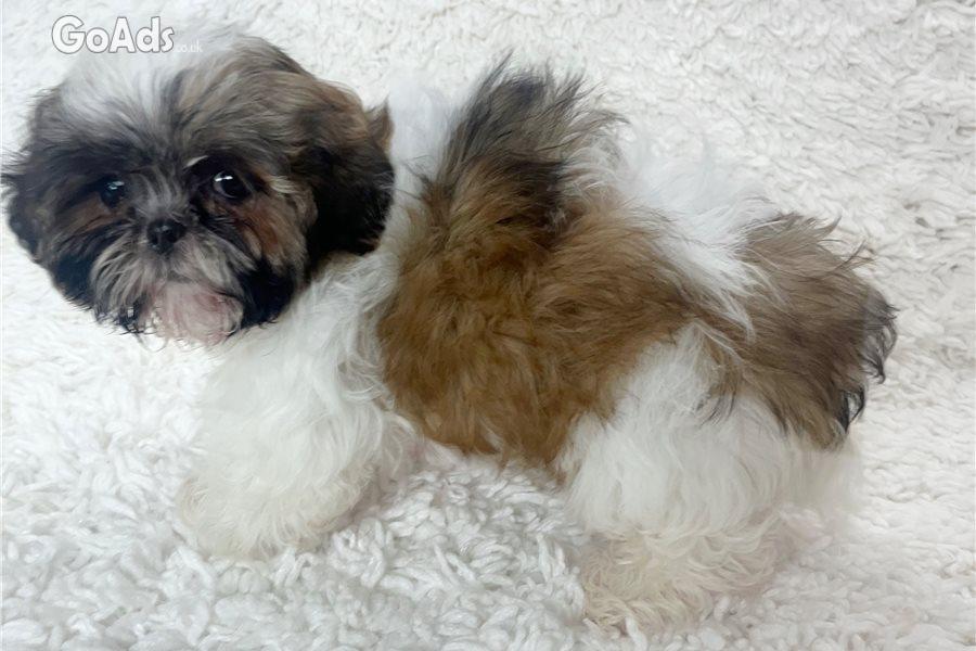 Teacup Shorkie (Shih Tzu/Yorkie) Puppies for Sale