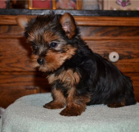 Teacup Yorkie Puppies For Good Homes