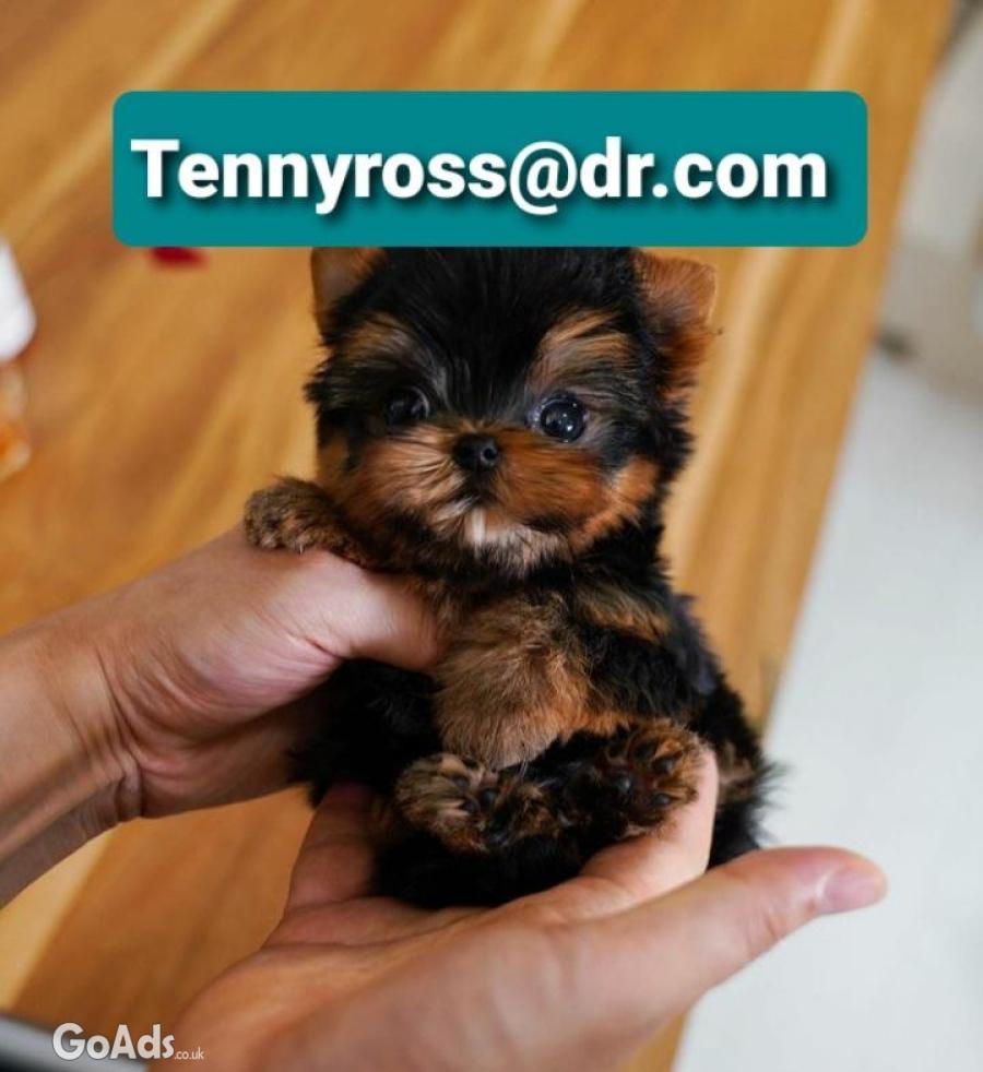 Teacup Yorkies Puppies Available
