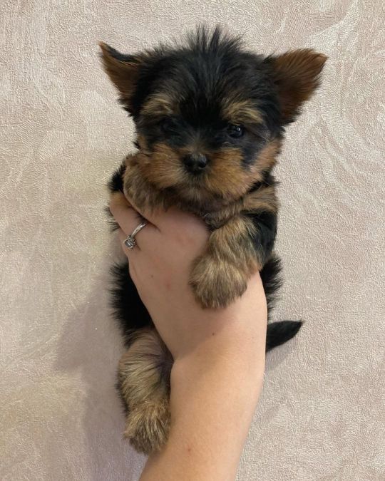 These adorable little puppy 🐾😻