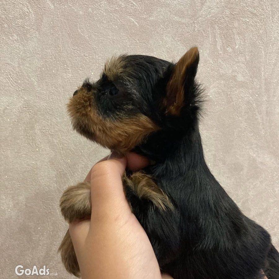 These adorable little puppy 🐾😻