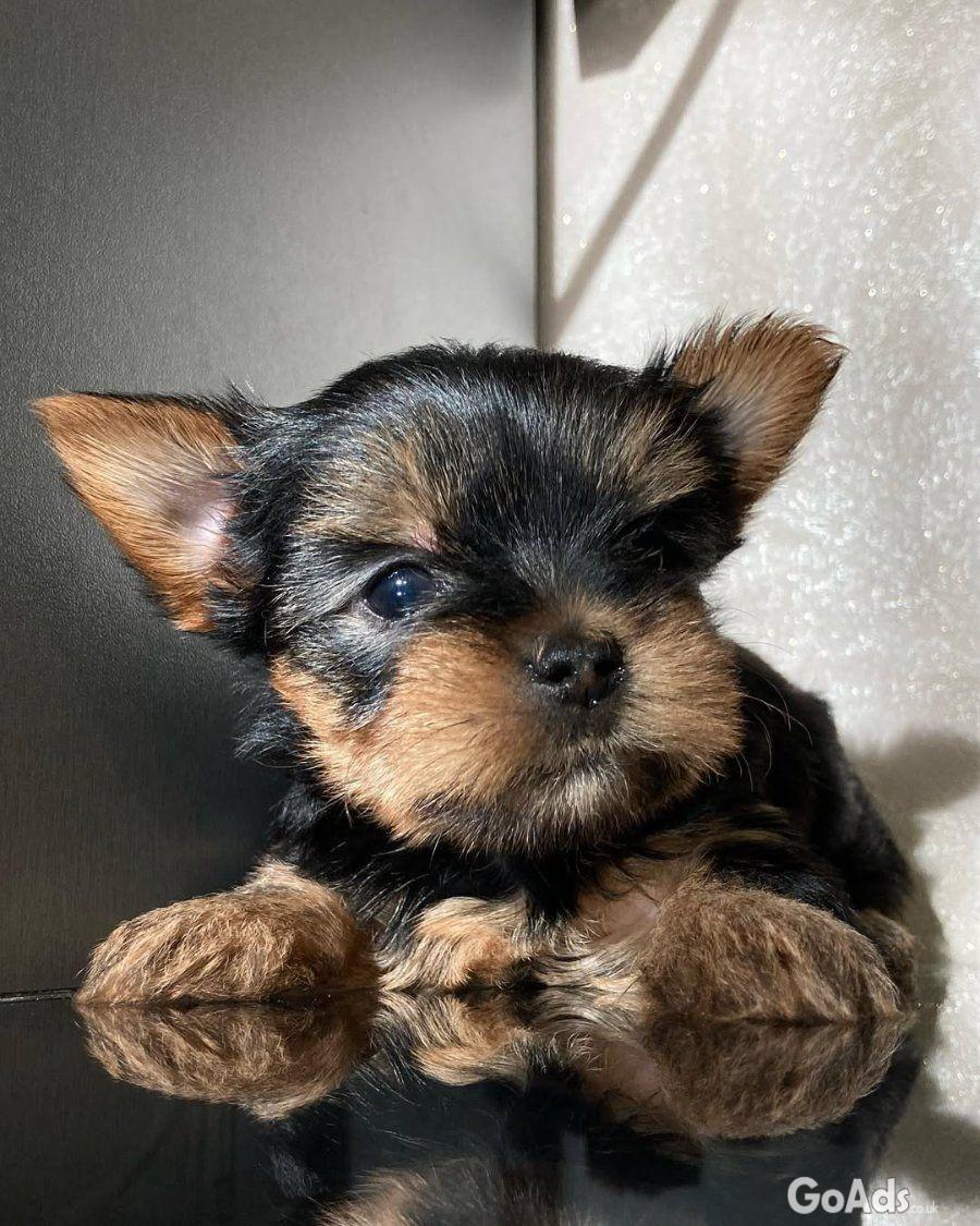These adorable little puppy 🐾😻