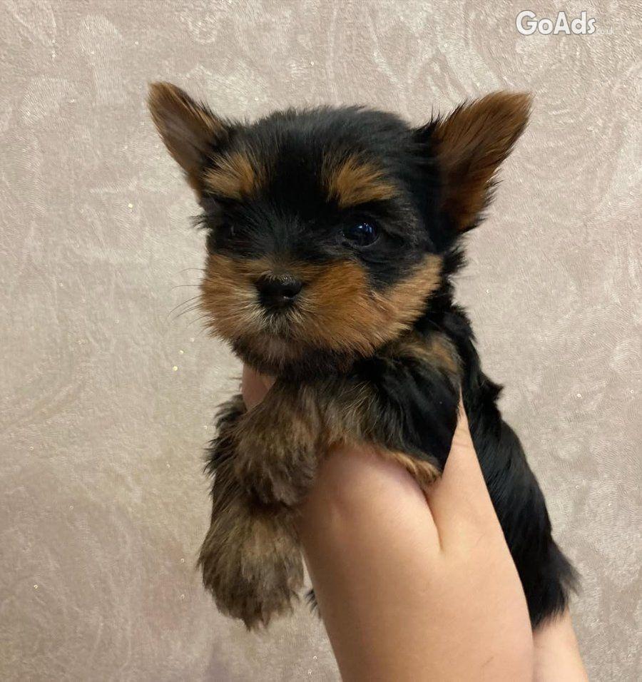 These adorable little puppy 🐾😻