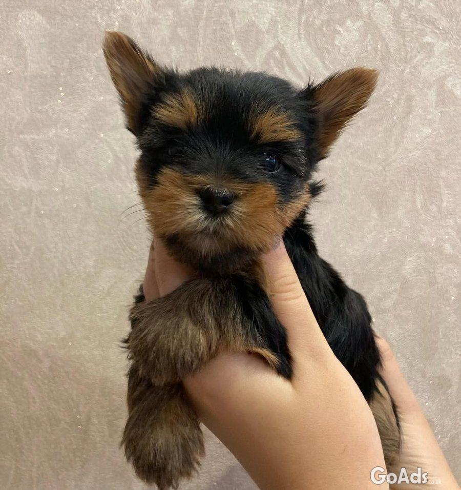 These adorable little puppy 🐾😻