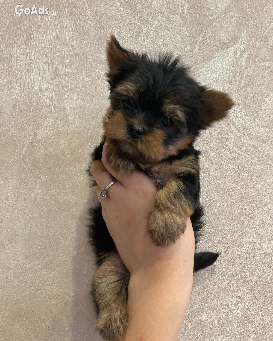 These adorable little puppy 🐾😻