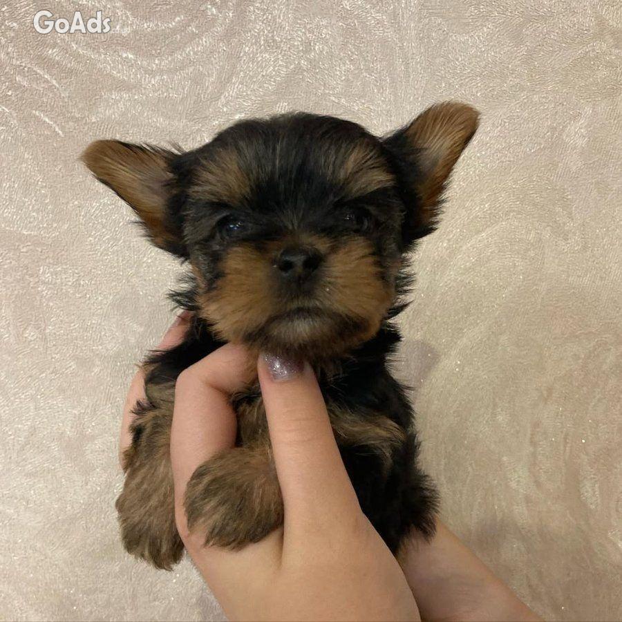 These adorable little puppy 🐾😻